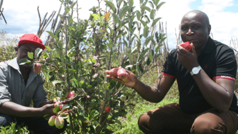 Kenya's Orchard Symphony: The Art of Apple Growing.